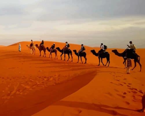 Camels In Caravan Desert paint by number