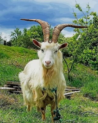 Capri Goat paint by numbers