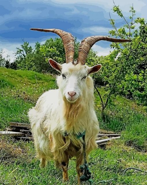 Capri Goat paint by numbers