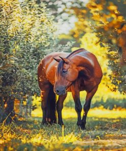 Carina Maiwald Horse paint by numbers