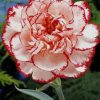 Carnation Flower paint by numbers