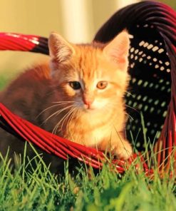 Cat In a Red Basket paint by numbers