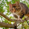 Cat Climbing Down Tree paint by numbers