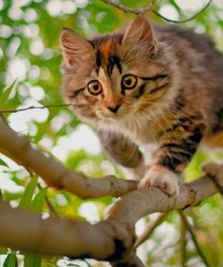 Cat Climbing Down Tree paint by numbers