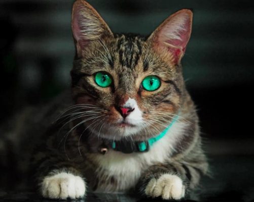 Cat Green Eyes paint by number