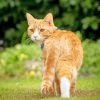 Orange Cat In The Garden Paint By Numbers