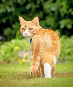 Orange Cat In The Garden Paint By Numbers