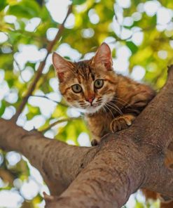 Cat On The Tree paint by numbers