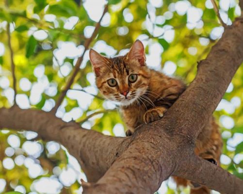 Cat On The Tree paint by numbers