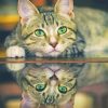 Green Eyed Cat Reflection paint by numbers