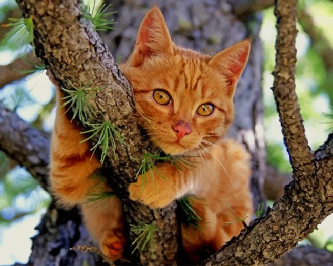 Cat On A Tree paint by numbers
