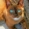 Cat With Beautiful Eyes paint by numbers