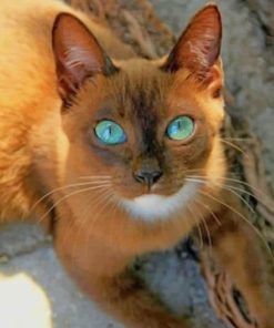 Cat With Beautiful Eyes paint by numbers