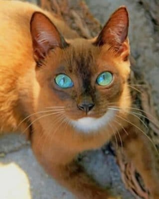 Cat With Beautiful Eyes paint by numbers