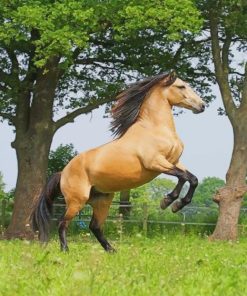 Cavallo Isabella Horse paint by numbers