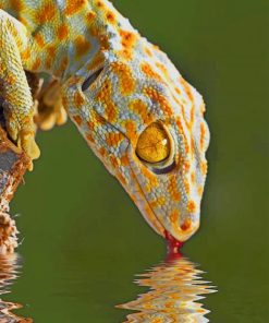 Chameleon Animal paint by numbers