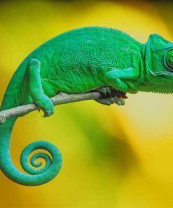 Chameleon Paint By Numbers