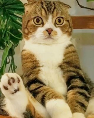 Cute Cat paint by numbers