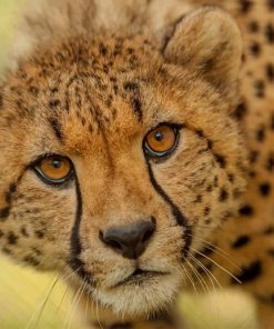 Cheetah Animal paint by numbers