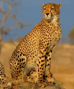 Cheetah in The Wild paint by numbers