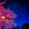 Cherry Blossom Night View paint by number