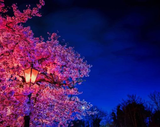 Cherry Blossom Night View paint by number