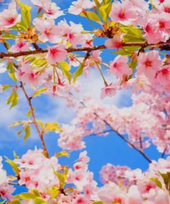 Cherry Blossom Sky paint by numbers