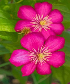 Clematis Flowers paint by numbers