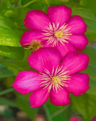 Clematis Flowers paint by numbers