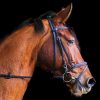 Close Up Photo Of Brown Horse painting by numbers