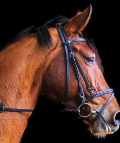 Close Up Photo Of Brown Horse painting by numbers