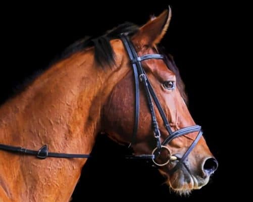 Close Up Photo Of Brown Horse painting by numbers