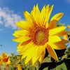 close up sunflower paint by numbers