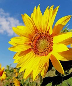 close up sunflower paint by numbers