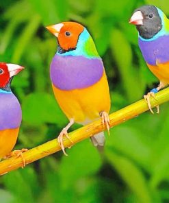 Colorful Gouldian Finch paint by numbers