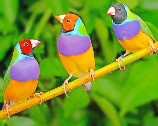 Colorful Gouldian Finch paint by numbers