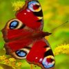 Colorful Beautiful Butterfly paint by numbers