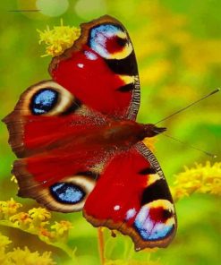 Colorful Beautiful Butterfly paint by numbers