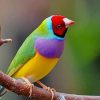 Colorful Bird paint by numbers