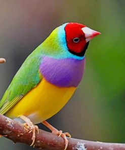 Colorful Bird paint by numbers