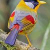 Colorful Bird paint by numbers