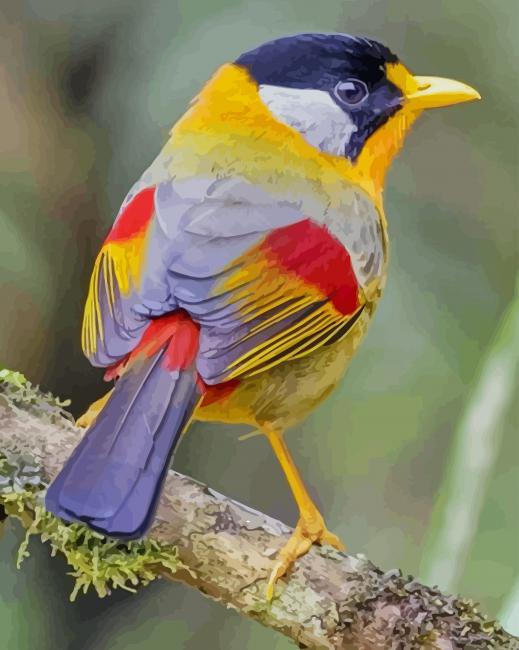 Colorful Bird paint by numbers