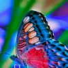 Colorful Butterfly paint by numbers