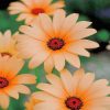 Colorful Daisy Flower paint by numbers