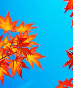 Colorful Leaves Blue Sky paint by numbers