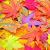 Colorful Autumn Leaves paint by numbers