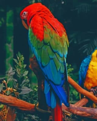 Colorful Parrot paint by numbers