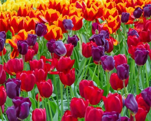 Colorful Tulips paint by number