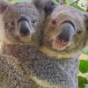 Couple in Love koala paint by numbers