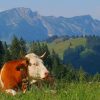 Cow On Top Of Mountains painting by numbers